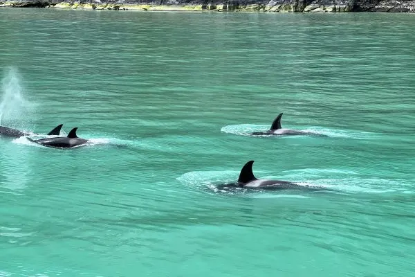 orcas in alaska