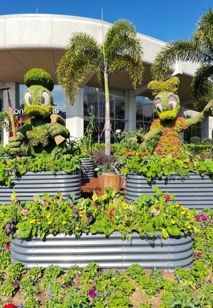 donald and daisy topiaries at epcot flower and garden
