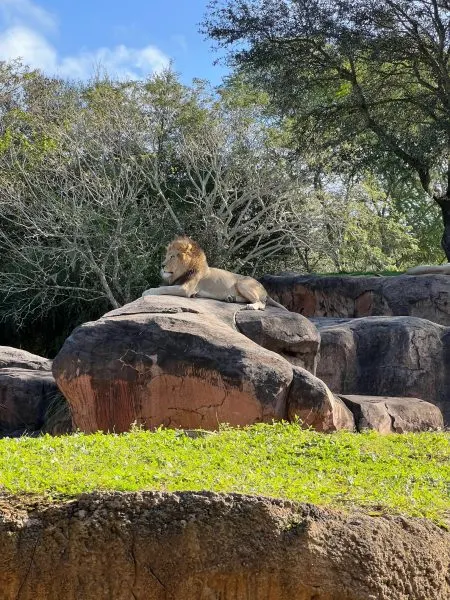 Lion on Kilimanjaro Safaris

