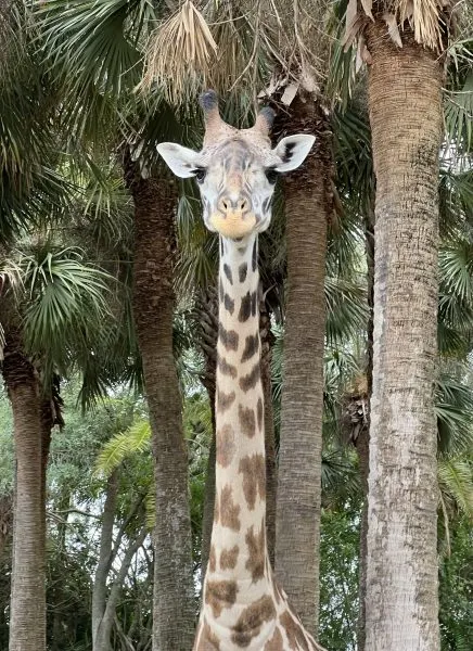 Wild Africa Trek giraffe