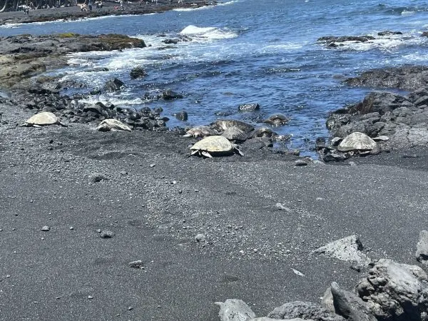 Turtles on the beach
