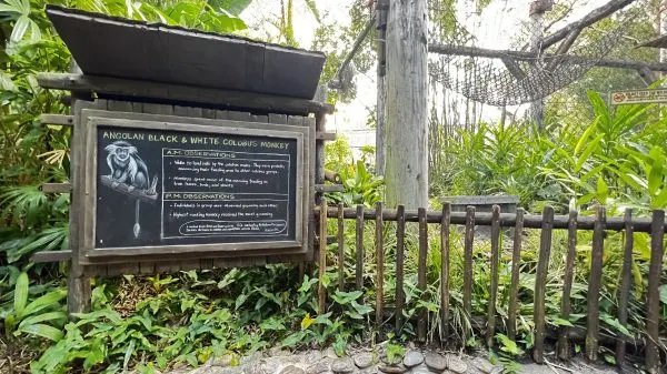 Colobus Monkeys gorilla falls exploration trail