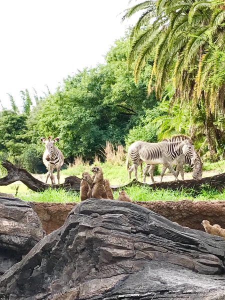 zebras meerkats gorilla falls exploration trail