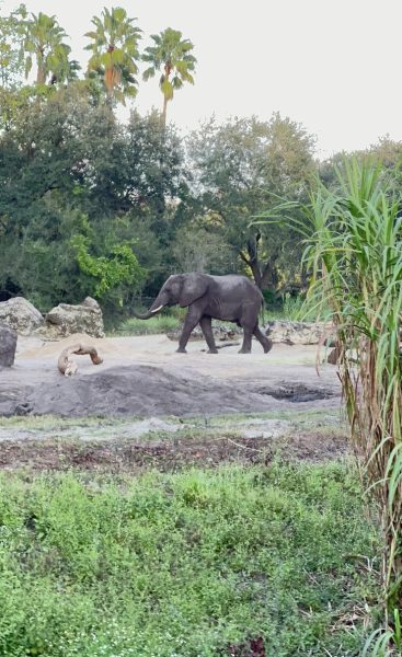 elephant kilimanjaro safaris animal kingdom