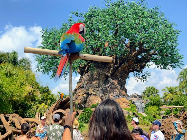 How to tour Animal Kingdom (without waiting in lines)