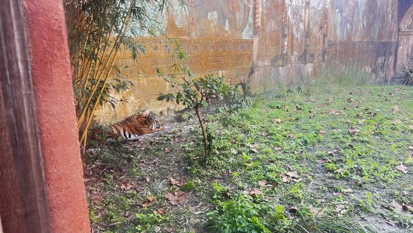 tigers maharajah jungle trek animal kingdom