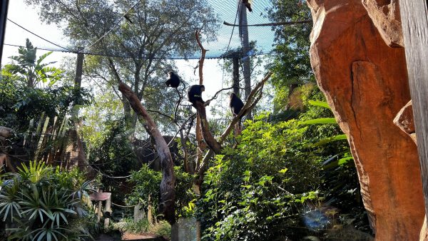 gibbons maharajah jungle trek