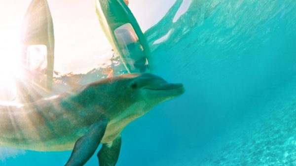 Atlantis Aquaventure and Kayak with Dolphins in Nassau