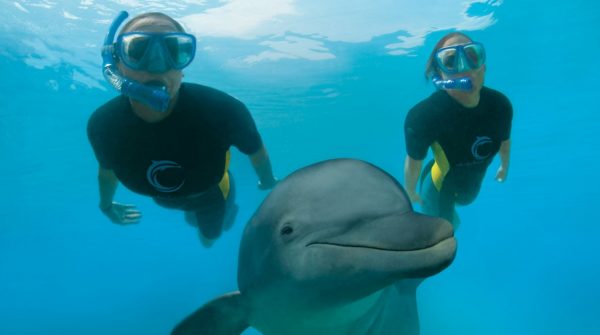 Atlantis Dolphin Cay Swim in Wonder and Aquaventure in Nassau