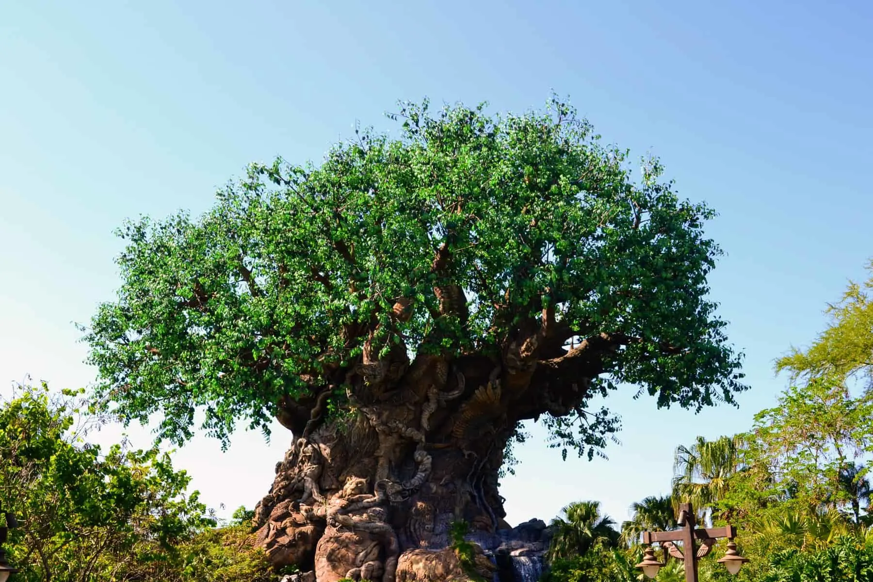 Complete Guide to Animal Kingdom at Disney World