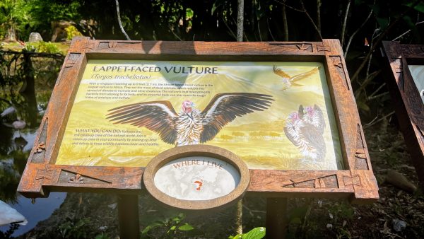 vultures animal kingdom discovery island
