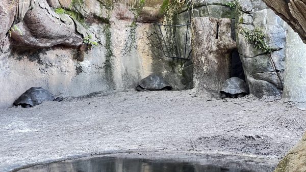 tortoise animal kingdom discovery island