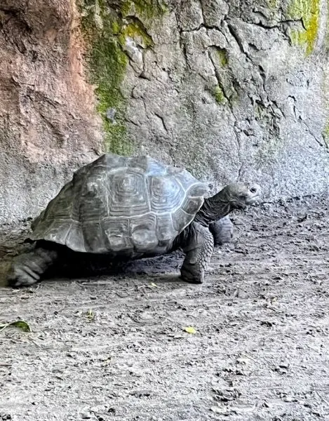 tortoise animal kingdom discovery island