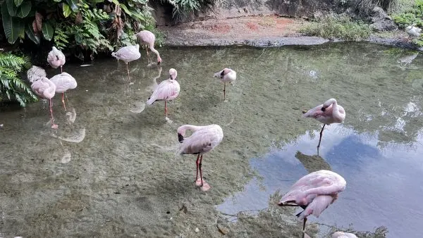flamingos discovery island animal kingdom