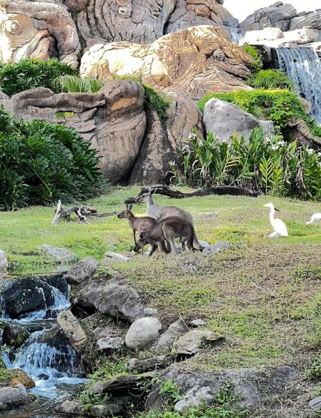 kangaroos animal kingdom discovery island