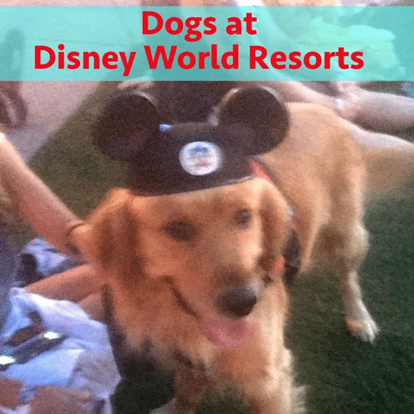 Let’s talk dogs at Disney World resorts – PREP155