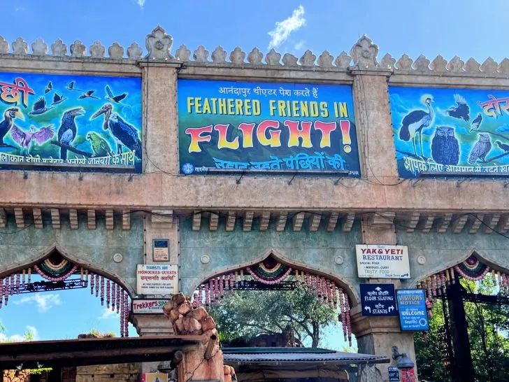 Complete Guide to Feathered Friends in Flight! at Animal Kingdom