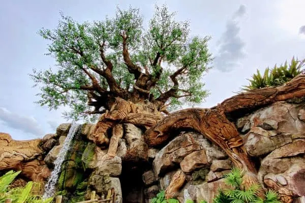 Tree of Life Animal Kingdom February at Disney World