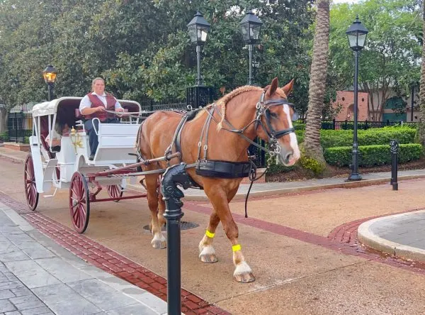 horse drawn carriage excursion at port orleans