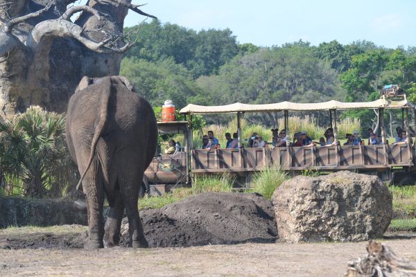 kilimanjaro safaris elephant and ride vehicle