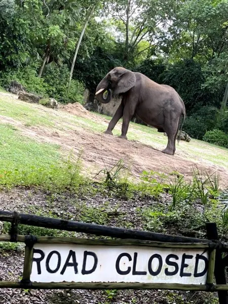 elephant on kilimanjaro safaris