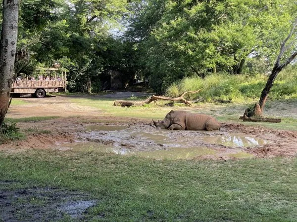 rhino on kilimanjaro safaris