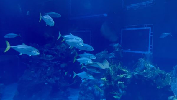 seas pavilion - epcot - aquarium