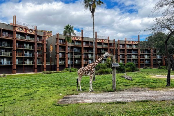 savanna at animal kingdom lodge giraffe