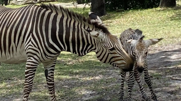 zebra heidi and trooper at animal kingdom