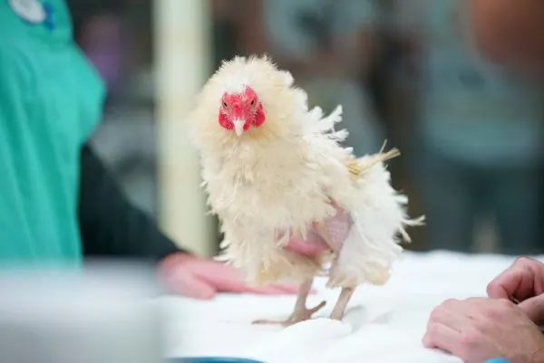 popcorn chicken magic of disney's animal kingdom