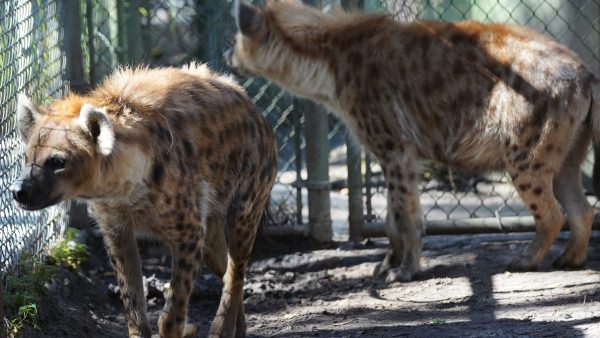 Scooter and Zawadi hyenas magic of disney's animal kingdom