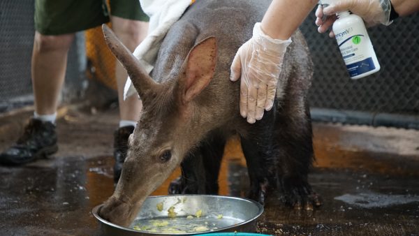 Willie and Peanut aardvarks magic of disney's animal kingdom