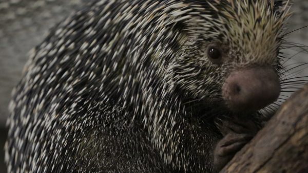 peri porcupine magic of disney's animal kingdom