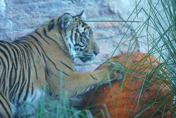 anala sumatran tiger magic of disney's animal kingdom