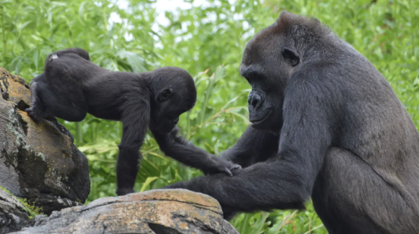 grace the gorilla on kilimajaro safaris