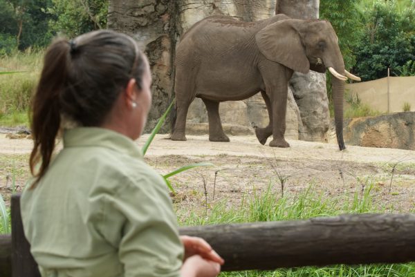 mac elephant magic of disney's animal kingdom