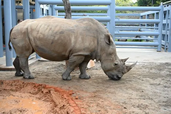 dugan white rhino magic of disney's animal kingdom