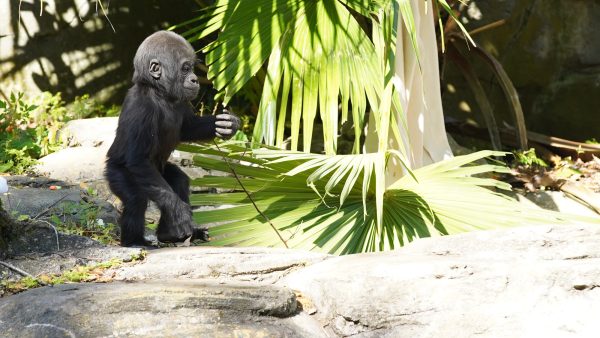 baby grace gorilla magic of disney's animal kingdom