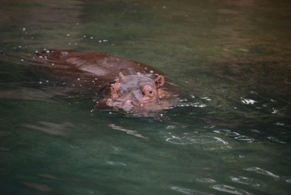 gus hippo magic of disney's animal kingdom