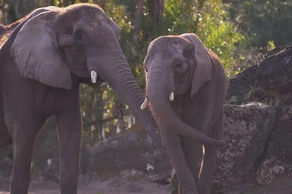 Nadirah african elephant magic of disney's animal kingdom