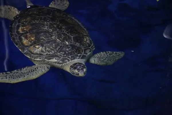 harry rescued green sea turtle magic of disney's animal kingdom