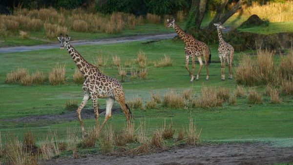 giraffes on kilimanjaro safaris
