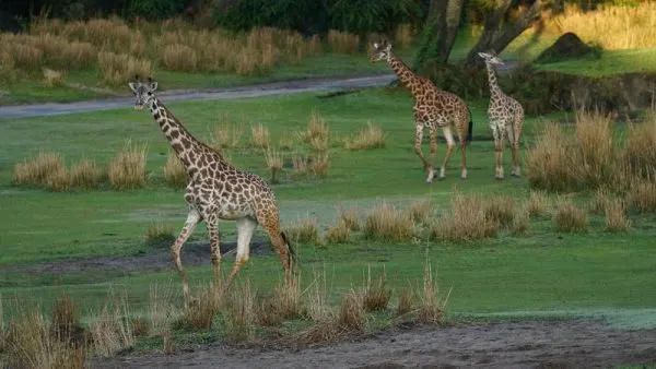 giraffes on kilimanjaro safaris