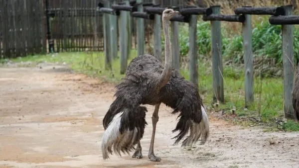 camilla the common ostrich at animal kingdom lodge
