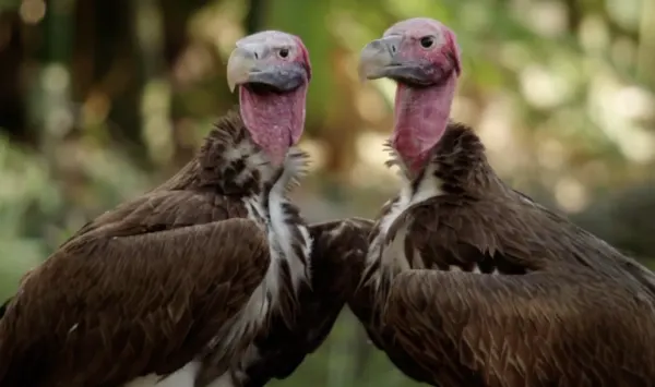 carrie and bones endangered vultures magic of disney's animal kingdom