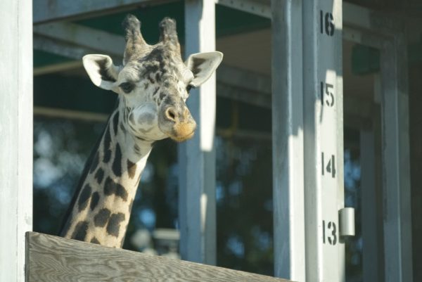 kenya giraffe magic of disney's animal kingdom