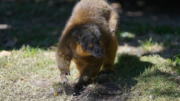 collared brown lemur at animal kingdom