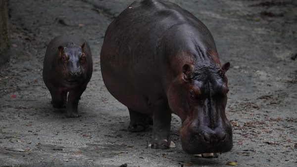 hippos greta and tuma at animal kingdom