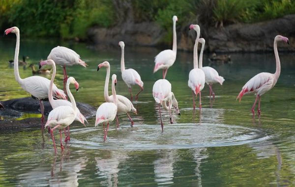 flamingos on kilimanjaro safaris
