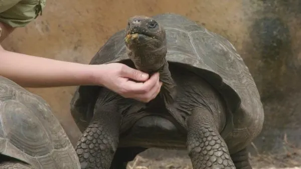 galapagos tortoise at animal kingdom